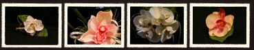 debutante gallery
